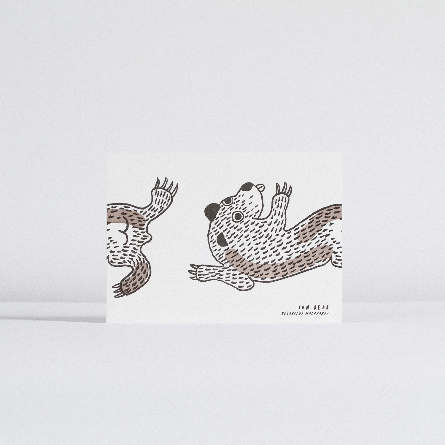 MY Wildlife Sun Bear Postcard